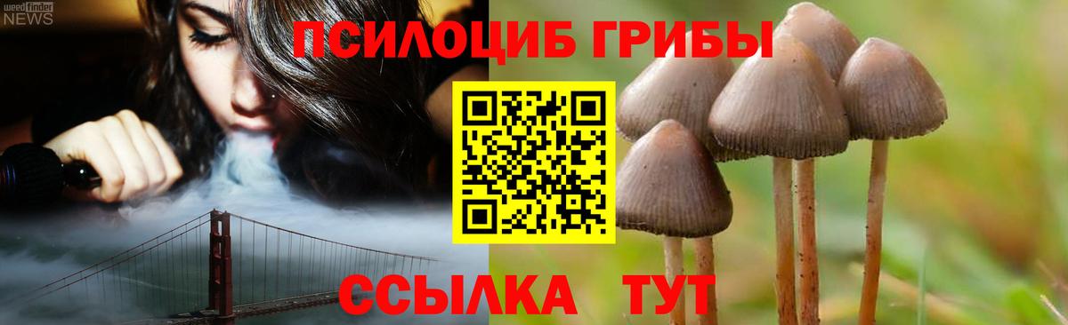 Псилоцибиновые грибы Cubensis Избербаш